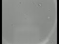 1micron Polystyrene Beads in Sugar Solution - Brownian Motion - new