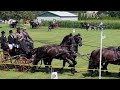 Friesian Horse Event.  Burgessvill, Ontario.  July 20 2024