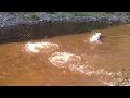 Stanley the bull terrier swimming