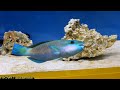 マリホ水族館カラフル展 (4K) / Mariho aquarium