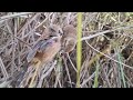 Baby birds almost die from red ants