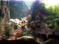 salt water aquarium 1