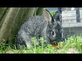 Soothing Music for Anxious Rabbits: Relaxation Melodies to Calm & Comfort 🐇