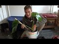 MONSTERA PROPAGATION: How to Propagate Monstera deliciosa (2023)