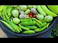 Terrace Garden Harvest And Some Tips|மாடி தோட்டம் அறுவடை @MaadithottamSachu