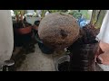 menyiasati media pada bonsai kelapa kita