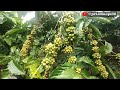 LUAR BIASA KEBUN KOPI LEBAT BERBUAH PADAT