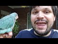 Raising a quaker parrot