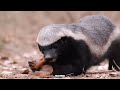 Honey Badger Takes Savagery to a Whole New Level