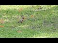 A few birds at Calabogie