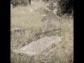 GHOSTLY TALE - A Forgotten Grave