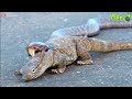 35 Most Fierce Survival Battles! Komodo Dragon Fights Python, Jaguar, Crocodile, Buffalo...