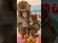 OMG! Baby Monkey Dody Jealous Milk Brother Doni, Try Get Milk Place Doni So Well