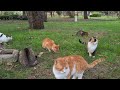 Cat Fight broke out in the park where hundreds of cats live.