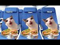 Cat Memes Family Roadtrip Compilation Full 1 Hour