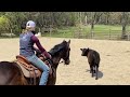 Horse Is TERRIFIED Of Cows!