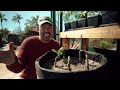 How to Prune Fig Trees for BIG Harvests