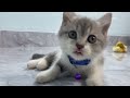 When God sends you a funny cat and dog🥰Funniest cat and dog ever😹🐕#6