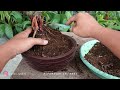 MERUBAH TAMPILAN BONSAI KELAPA KURANG TERAWAT | HASILNYA WOW !!!!