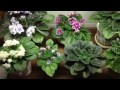 My African Violets