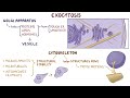 Endocytosis and exocytosis