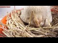 Natural Hatching of Eggs with the help of Four Broody hen at Different Time