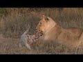 Lioness helps tigress to raise cubs