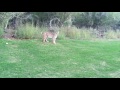 Girl Plays with Bobcat on Golf Course