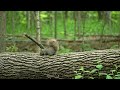 Squirrels, Chipmunks and Birds in a Canadian Forest - 10 Hour Video for Pets - Jun 07, 2024