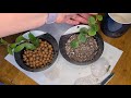 My Hoya Leca Experiment