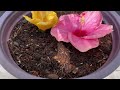 Growing hibiscus flowers is easy from buds-hoa giâm bụt