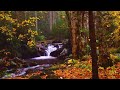 River In The Autumn Forest, For Relaxation. Relaxing Bird Chirping ✦ Relax ✦ Sounds Of The Forest