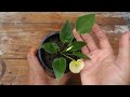 How to grow and care Anthurium plant simple method | Anthurium Plant