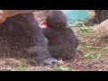 Mokolo’s family- Baby gorilla Jameela shows interest in what mom is eating.