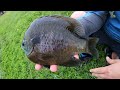 fishing for DINNER PLATE BLUEGILL!! (WE GOT KICKED OFF)