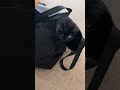 🤣🤣🤣 my cat loves bags 100%