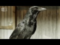 Gift giving crows - World's Weirdest Events: Episode 5 - BBC Two