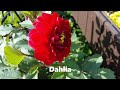 TINY BACKYARD GARDEN TRANSITION FROM SPRING TO FALL | PLANTS AND FLOWERS WITH NAME #garden #flowers