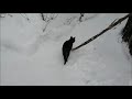 Котики в Закатове стойко переживают зиму))❄🏞❄⛄😱🗿🏡🐱😸😸❄⛄