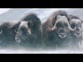 Gates of the Arctic - America's Most Remote National Park | Free Documentary Nature