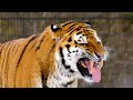 Tiger Tales: Majesty of Apex Predator! #tigers #trending #trending #wildlife #jungle #cute