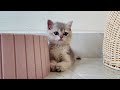 Cute and Funny Kittens Video to Keep You Smiling!