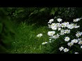 3 HOURS OF RAINSTORM SOUNDS for Relaxation and Sleep | White Noise#relax  #meditation #whitenoise