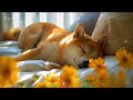 1 HOURS of Dog Calming Music For Dogs🎵🐶Separation Anxiety Relief Music💖dog relaxation🎵Healing Music