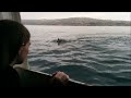 Orcas spotted during whale watching tour