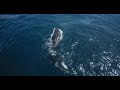 Killer Whale Predation Event in Carmel Bay
