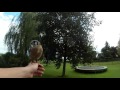 American kestrel training