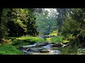 Birds Forest Creek brook Nature celebration when spring takes over