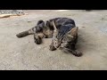 ANAK KUCING MEONG-MEONG | MOMEN INDAH LUCU