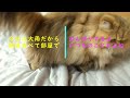 Hitomi, the Persian cat, lazily stomps away in her room on a rainy morning.